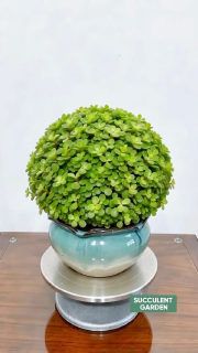 The cover of a single image post by succulents.nursery on Instagram