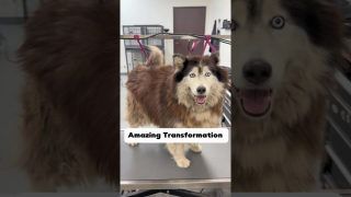 The cover of a Short post by animalkingdomdoggrooming on YouTube