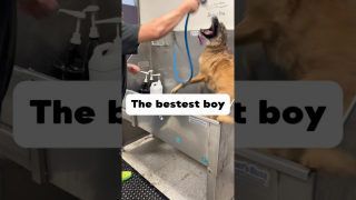 The cover of a Short post by animalkingdomdoggrooming on YouTube