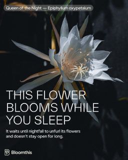 The cover of a carousel post by bloomthis on Instagram
