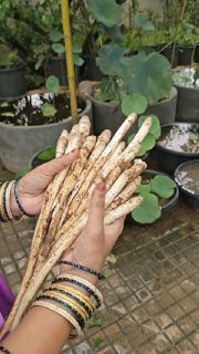 The cover of a single image post by mahi_sowji_gardening_and_vlogs on Instagram